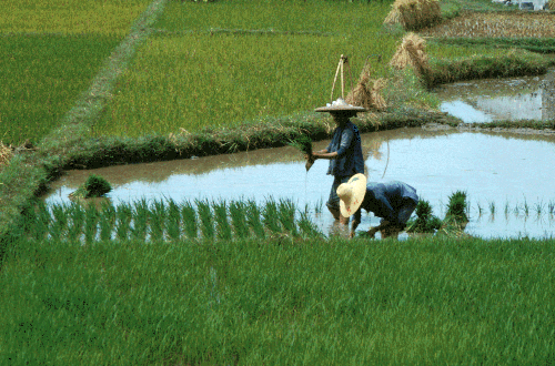 Transplanting the Rice Seedlings