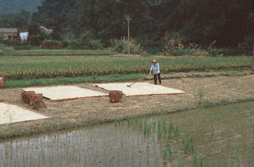 Drying the Rice