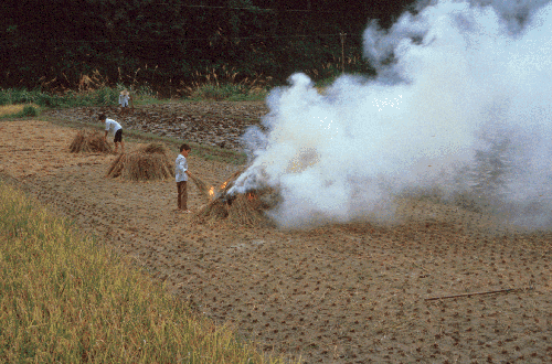 Burning the Rice Plants & Preparing the Fields for Another Crop