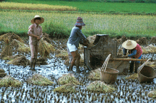Harvesting the Rice