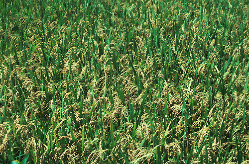 Rice Ready to be Harvested